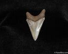Angustiden Shark Tooth Fossil #159-2
